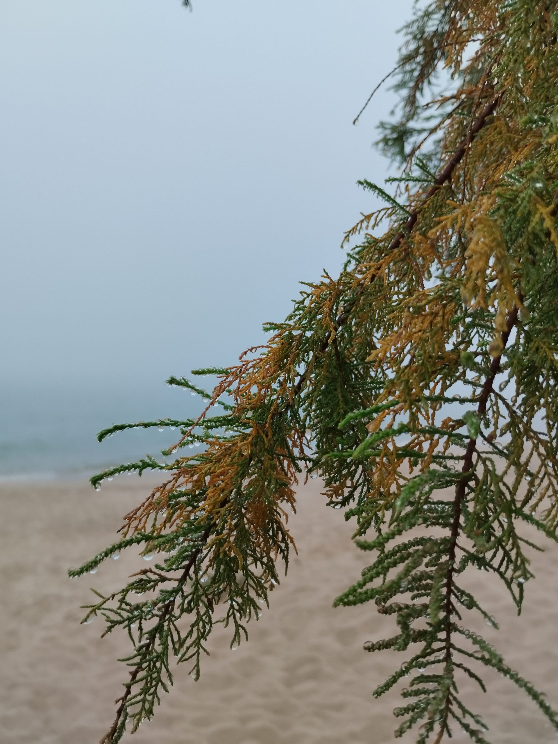 Gotas de niebla sobre un árbol en playa de Tavernes de la Valldigna Gotas de niebla sobre un árbol en playa de Tavernes de la Valldigna